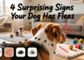 4 Surprising Signs Your Dog Has Fleas