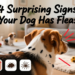 4 Surprising Signs Your Dog Has Fleas