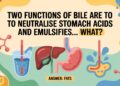 Two Functions Of Bile Are To Neutralise Stomach Acids And Emulsifies… What
