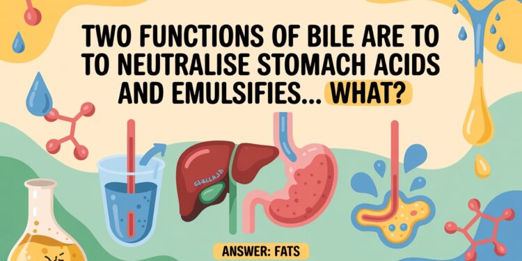 Two Functions Of Bile Are To Neutralise Stomach Acids And Emulsifies… What