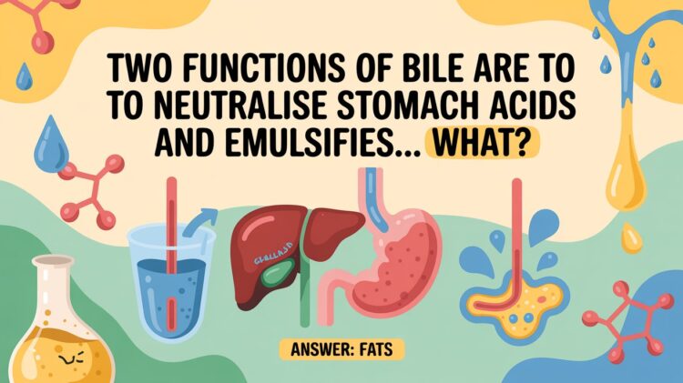 Two Functions Of Bile Are To Neutralise Stomach Acids And Emulsifies… What