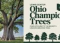 Lewis Center Ohio Champion Trees