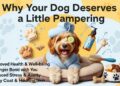 Why Your Dog Deserves a Little Pampering