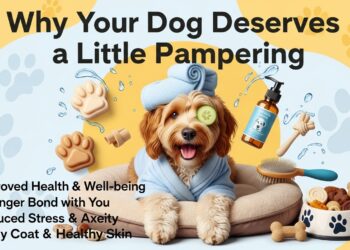 Why Your Dog Deserves a Little Pampering