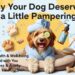 Why Your Dog Deserves a Little Pampering