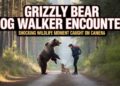 Grizzly Bear Dog Walker Encounter